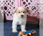Small #2 Maltipoo