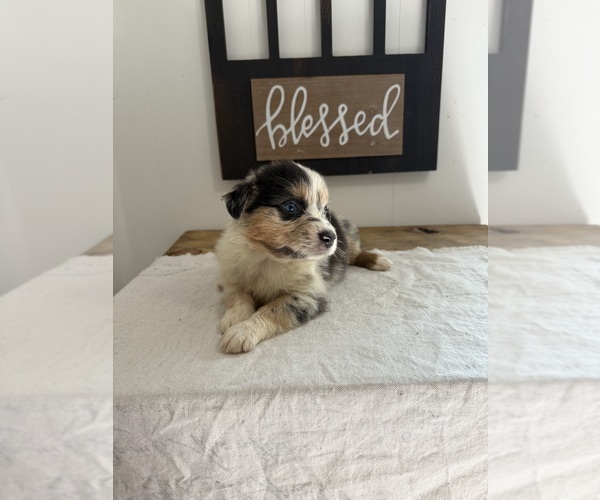 Medium Photo #2 Australian Shepherd Puppy For Sale in FORSYTH, GA, USA