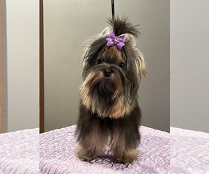 Yorkshire Terrier Puppy for sale in ROANOKE, VA, USA