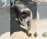 Small #9 German Shepherd Dog