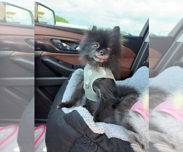 Medium Photo #3 Pomeranian Puppy For Sale in Vail, AZ, USA