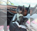 Small #2 Pomeranian