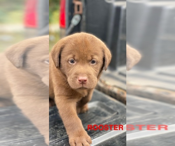 Medium Photo #1 Labrador Retriever Puppy For Sale in HAMPSTEAD, NC, USA