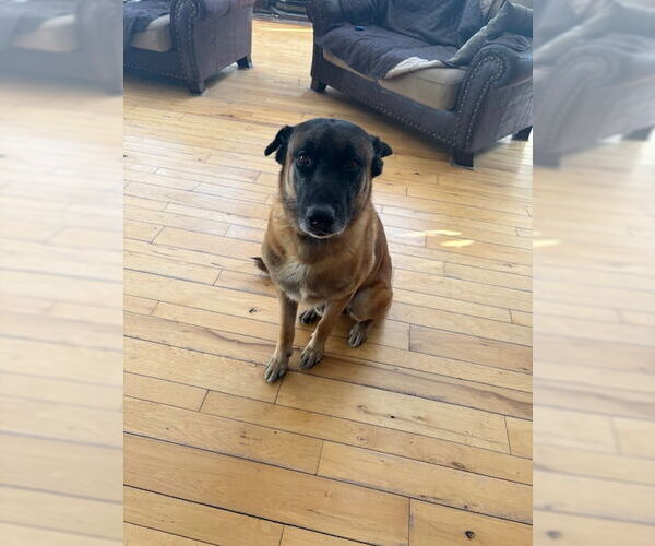 Medium Photo #1 Mutt Puppy For Sale in Stevens Point, WI, USA