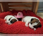 Puppy Puppy 1 Jack Russell Terrier