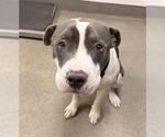 Small Mutt