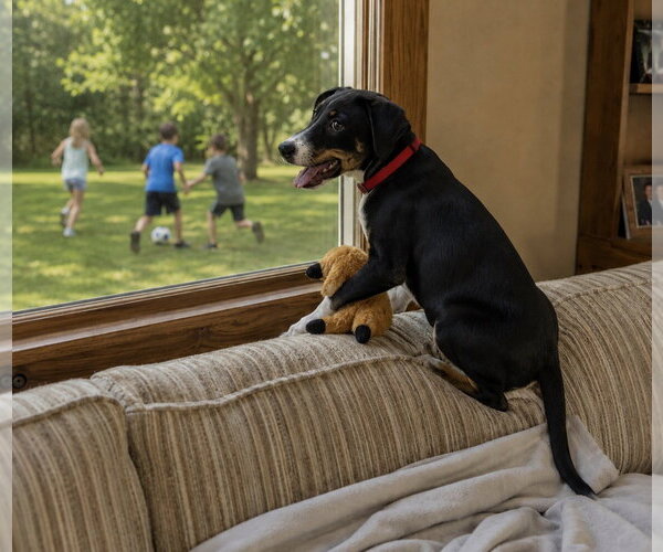Medium Photo #6 Borador Puppy For Sale in Mt. Laurel, NJ, USA