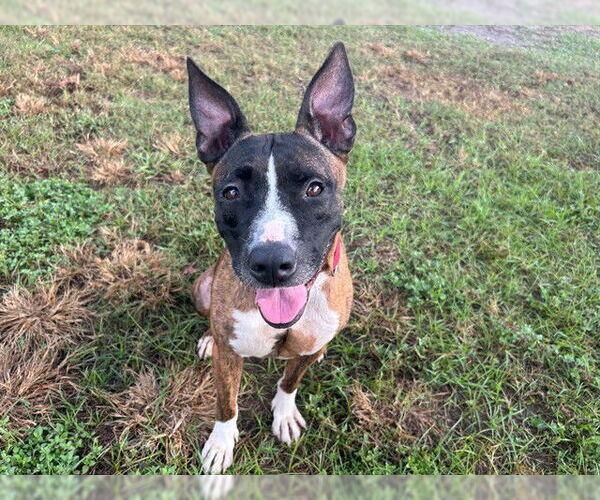 Medium Photo #1 American Pit Bull Terrier-Unknown Mix Puppy For Sale in Ocala, FL, USA