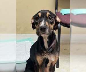 Mutt Dogs for adoption in Shillington, PA, USA