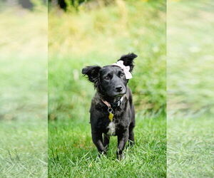 Spaniel-Unknown Mix Dogs for adoption in Sandy, UT, USA