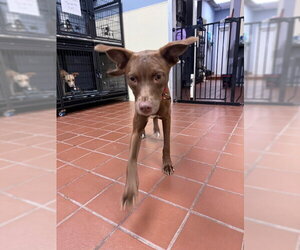 Labrador Retriever-Unknown Mix Dogs for adoption in Jefferson, NJ, USA