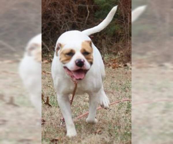 Medium Photo #4 American Staffordshire Terrier-Unknown Mix Puppy For Sale in Green Forest, AR, USA