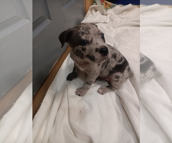 Medium Photo #1 American Bully-Pit Puppy For Sale in DYESS, AR, USA