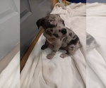 Small American Bully-Pit