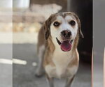 Small #3 Beagle Mix