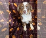 Small Photo #2 Australian Shepherd Puppy For Sale in COLORADO SPGS, CO, USA