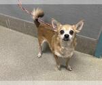 Small Chihuahua Mix