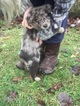 Small Photo #1 Australian Shepherd Puppy For Sale in WALTON, KY, USA