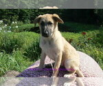 Small #2 German Shepherd Dog