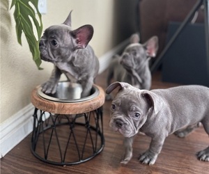 French Bulldog Puppy for Sale in SAN DIEGO, California USA