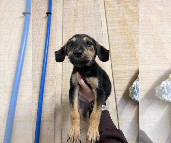 Medium Photo #2 Black and Tan Coonhound-Labrador Retriever Mix Puppy For Sale in Oakhurst, NJ, USA