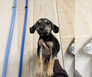 Lucille- sweetest pup - Female Black and Tan Coonhound-Labrador Retriever Mix Dog for Adoption - Photo #2