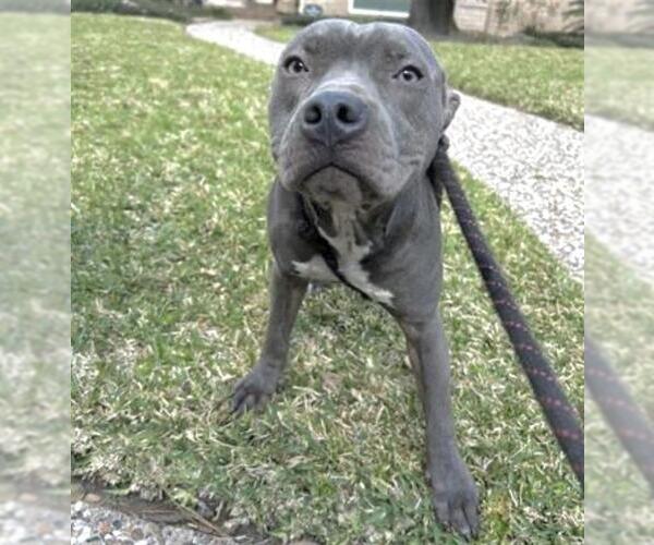 Medium Photo #1 Mutt Puppy For Sale in Houston, TX, USA