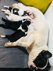 Mother of the French Bulldog puppies born on 02/01/2018