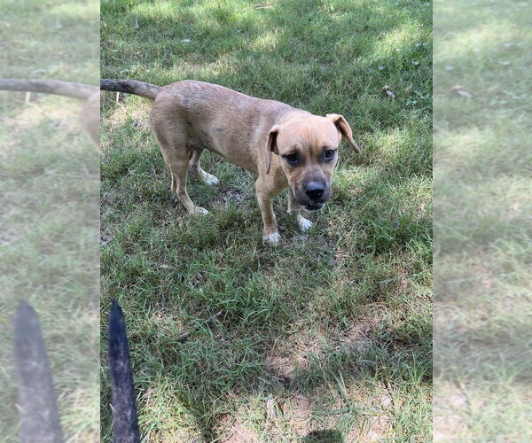 Medium Photo #3 American Pit Bull Terrier-Unknown Mix Puppy For Sale in FRAMINGHAM, MA, USA