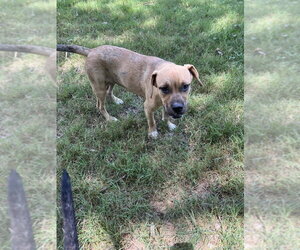 Butterfly - Female American Pit Bull Terrier-Unknown Mix Dog for Adoption - Photo #3