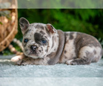 Puppy Marley French Bulldog
