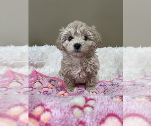 Poochon-Poodle (Miniature) Mix Puppy for Sale in PRINCETON, Kentucky USA