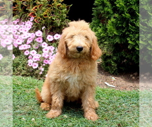 Goldendoodle Puppy for sale in AIRVILLE, PA, USA