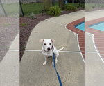 Small #10 Labrador Retriever Mix