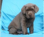Small Photo #2 Labrador Retriever Puppy For Sale in FREDERICKSBG, OH, USA