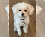 Small #6 Bichon Frise Mix