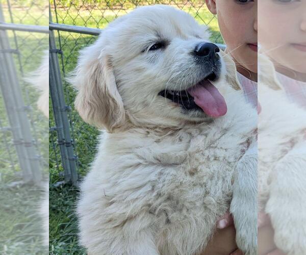 Medium Photo #2 English Cream Golden Retriever Puppy For Sale in WOOSTER, OH, USA