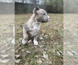 American Bully Puppy for sale in LANCASTER, PA, USA