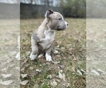 Small Photo #1 American Bully Puppy For Sale in LANCASTER, PA, USA