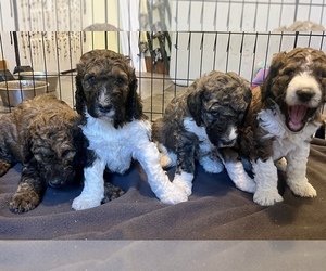 Poodle (Standard) Puppy for sale in PIQUA, KS, USA