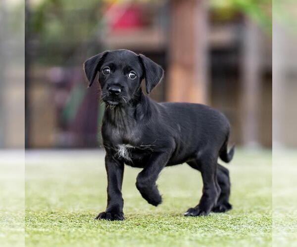 Medium Photo #4 Mutt Puppy For Sale in San Diego, CA, USA