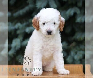 Goldendoodle (Miniature) Puppy for sale in EPHRATA, PA, USA