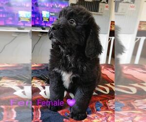 Newfoundland-Saint Bernard Mix Puppy for sale in PINEHURST, ID, USA