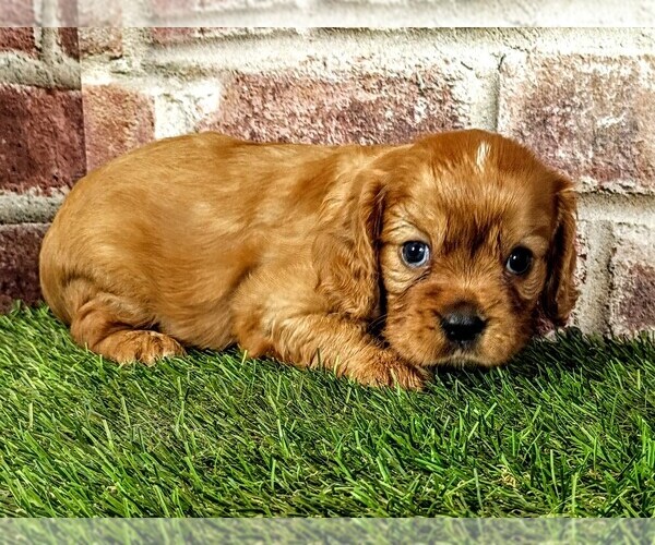 Medium Photo #2 Cavalier King Charles Spaniel Puppy For Sale in MOBERLY, MO, USA