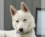 Small #23 Huskies  Mix