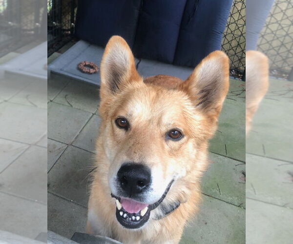 Medium Photo #3 Golden Retriever-Unknown Mix Puppy For Sale in Newfoundland, PA, USA