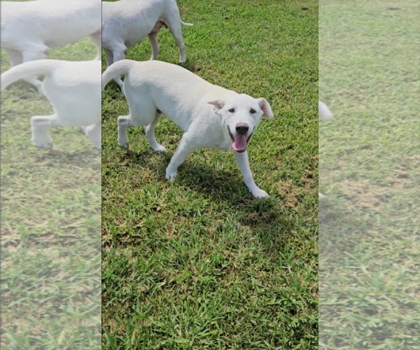 Medium Photo #3 Great Pyrenees-Unknown Mix Puppy For Sale in Dumont, NJ, USA