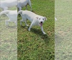 Small #2 Great Pyrenees Mix