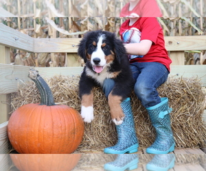 Bernese Mountain Dog Puppy for sale in DECATUR, MI, USA