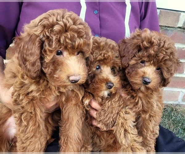 Medium Photo #2 Goldendoodle (Miniature) Puppy For Sale in NARVON, PA, USA